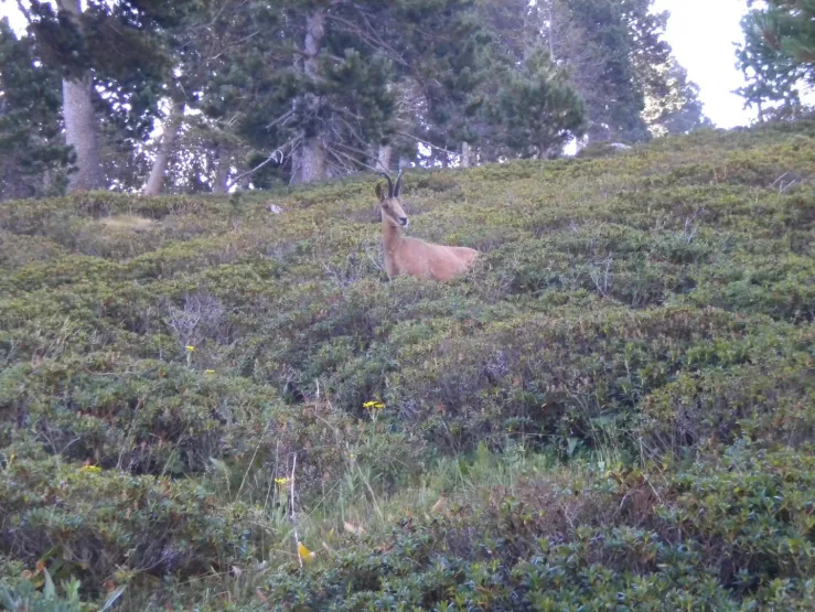 Et voilà quelques surprises en se baladant à quelques centaines de mètres du chalet !!! 