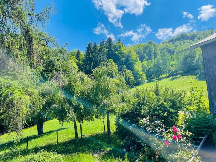 The garden