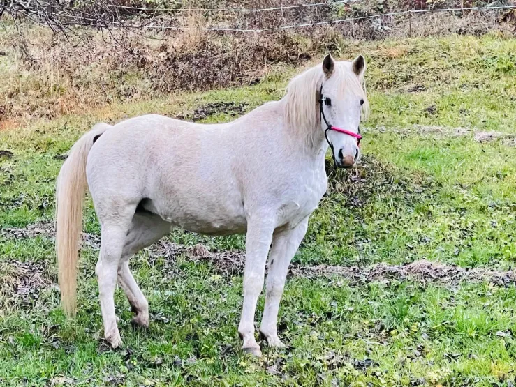 Zorah our arabian horse