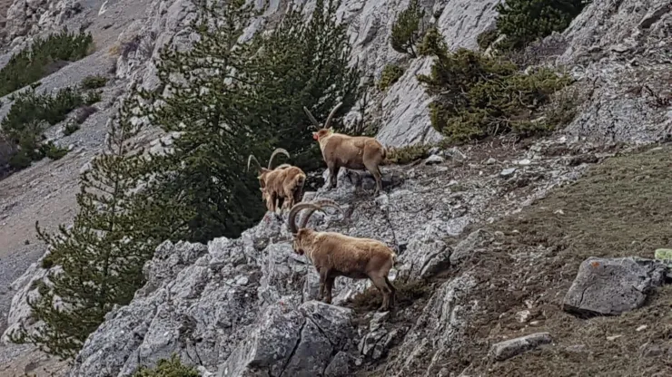 Les bouquetins ne sont pas très loin et visibles même de la terrasse avec les jumelles