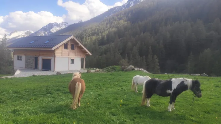 Les poneys sont proches  de la Dune Blanche