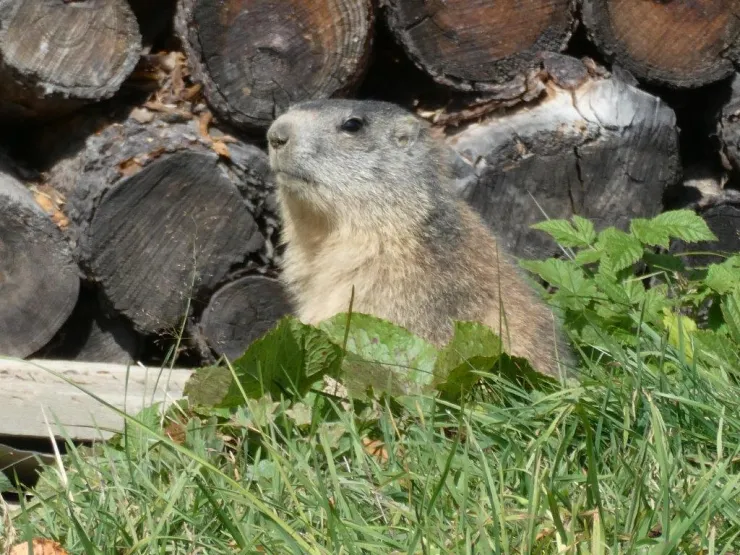 Une habitante des environs à découvrir du printemps à l'automne.