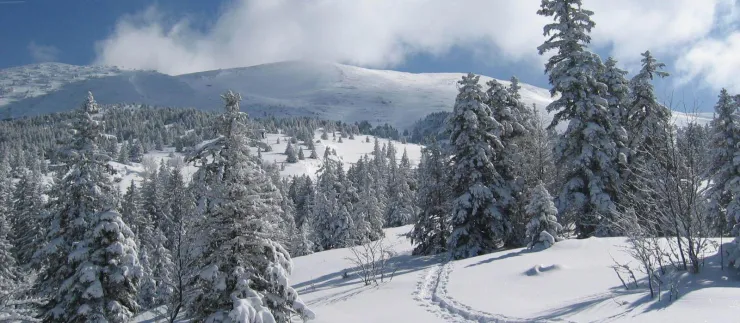 à travers la forêt, derrière le chalet , vous  pourrez partir skis aux pieds , à l'aventure pour atteindre le col du Liorin ( Bois Barbu: station de fond de Villard de Lans)courage!