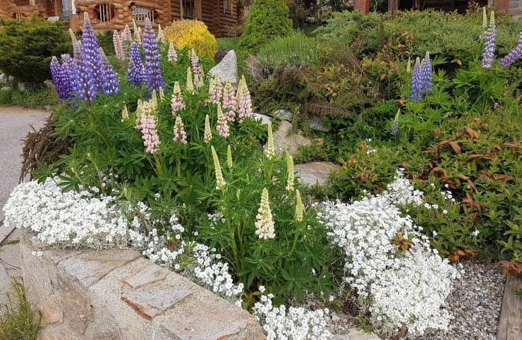 Les lupins dans le jardin de rocaille, en juin.