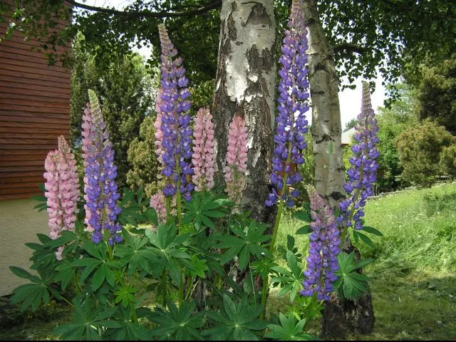 Summer season in the garden