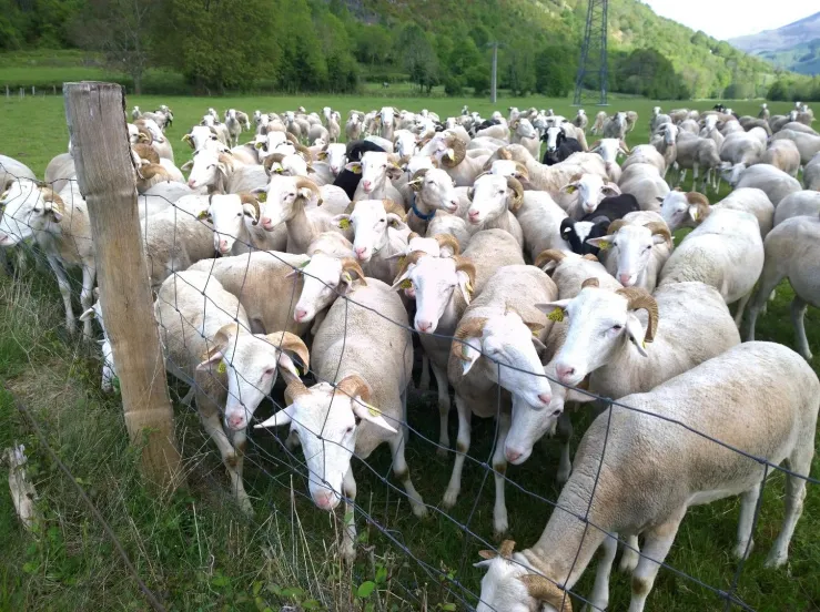 200 petites curieuses astéennes