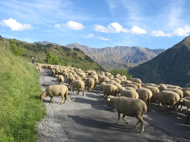 Transhumance of sheep