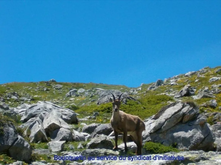 Beautiful ibex crossed during a hike in the park of Vanoise.