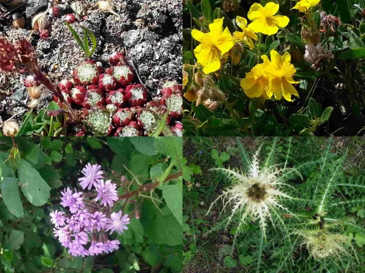 Exceptional wildlife of the near-by National Park La Vanoise mountains to your walks 