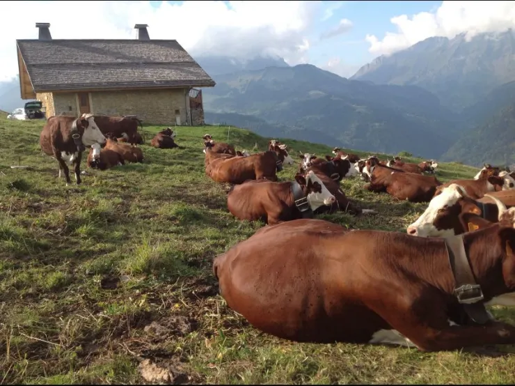 Les vaches Abondance 