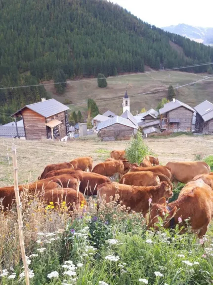 tarines dans mon jardin et chapelle St-Sébastien en arrière-plan