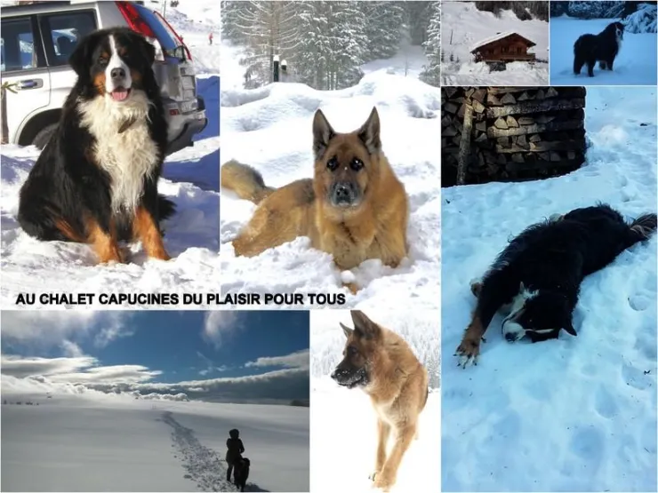 ANIMAUX ACCEPTES AVEC PLAISIR PAS PLUS DE 2 AVEC FRAIS