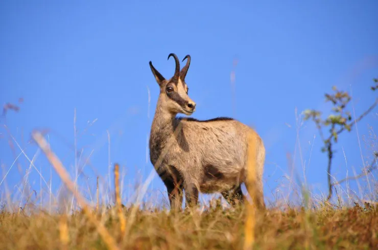 En été, un chamois sur les crêtes au Hohneck !