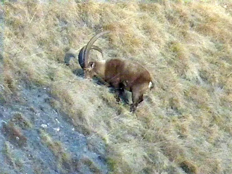 parmi la faune sauvage abondante, un Bouquetin broute!