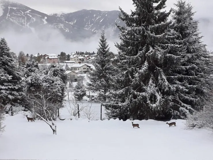 Les biches  devant nos portes  le matin  30 metres vue de la terrasse