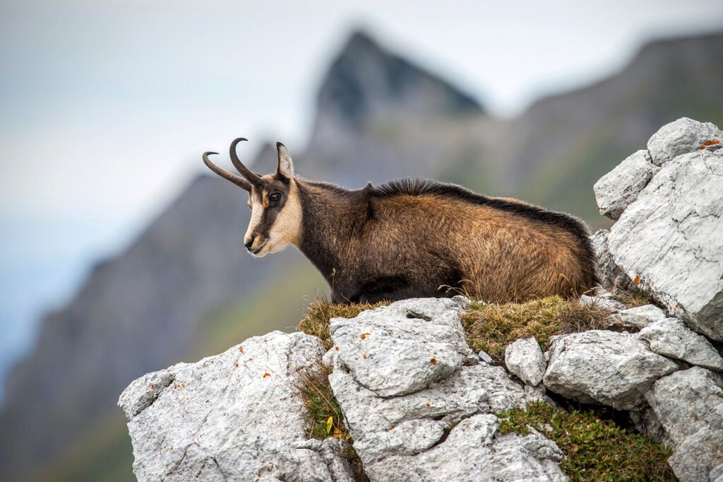 animaux de montagne : le chamois