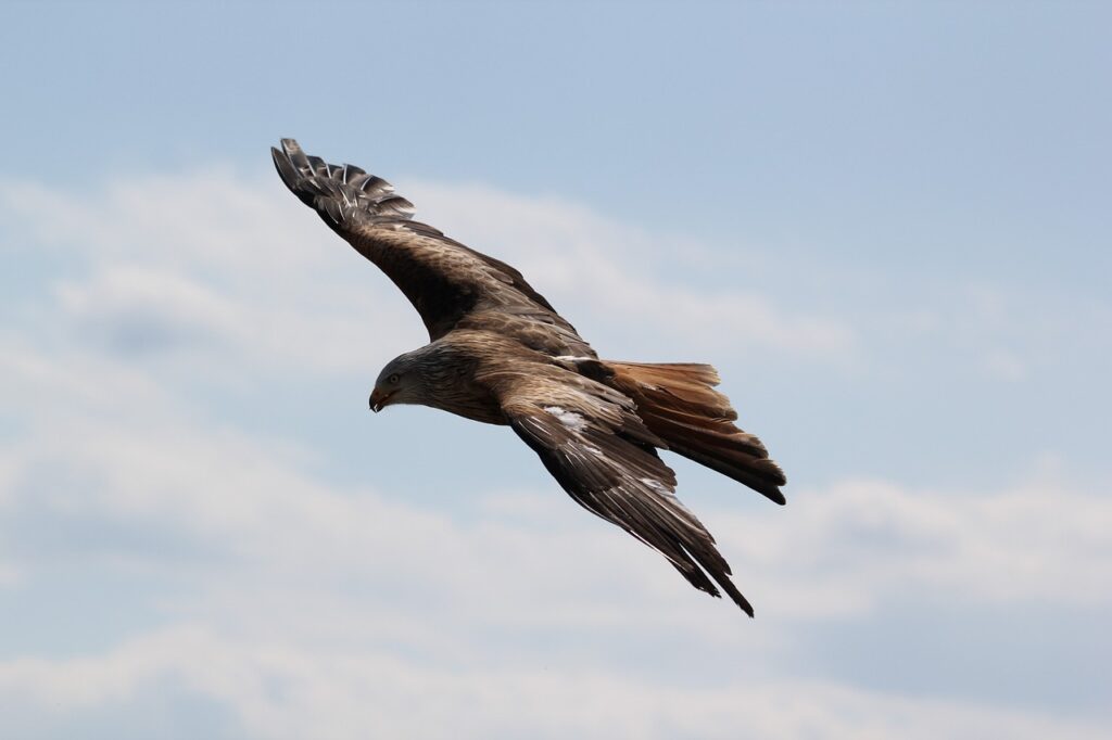 un aigle en montagne