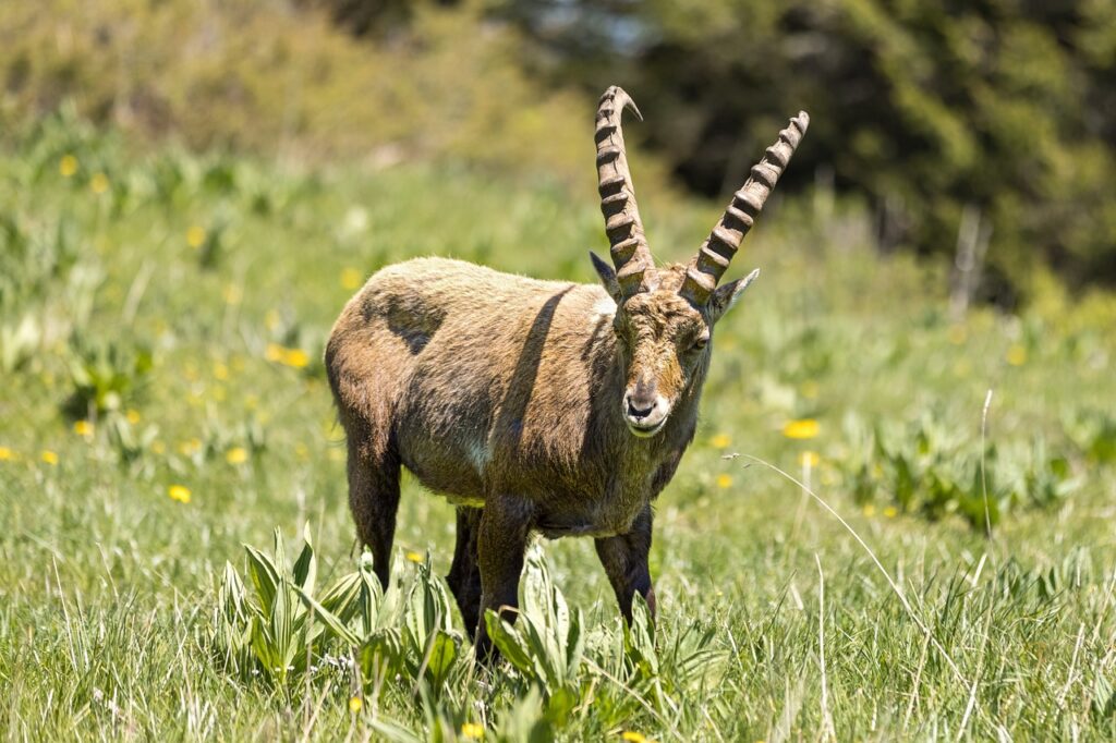 animaux des montagnes des alpes le bouquetin