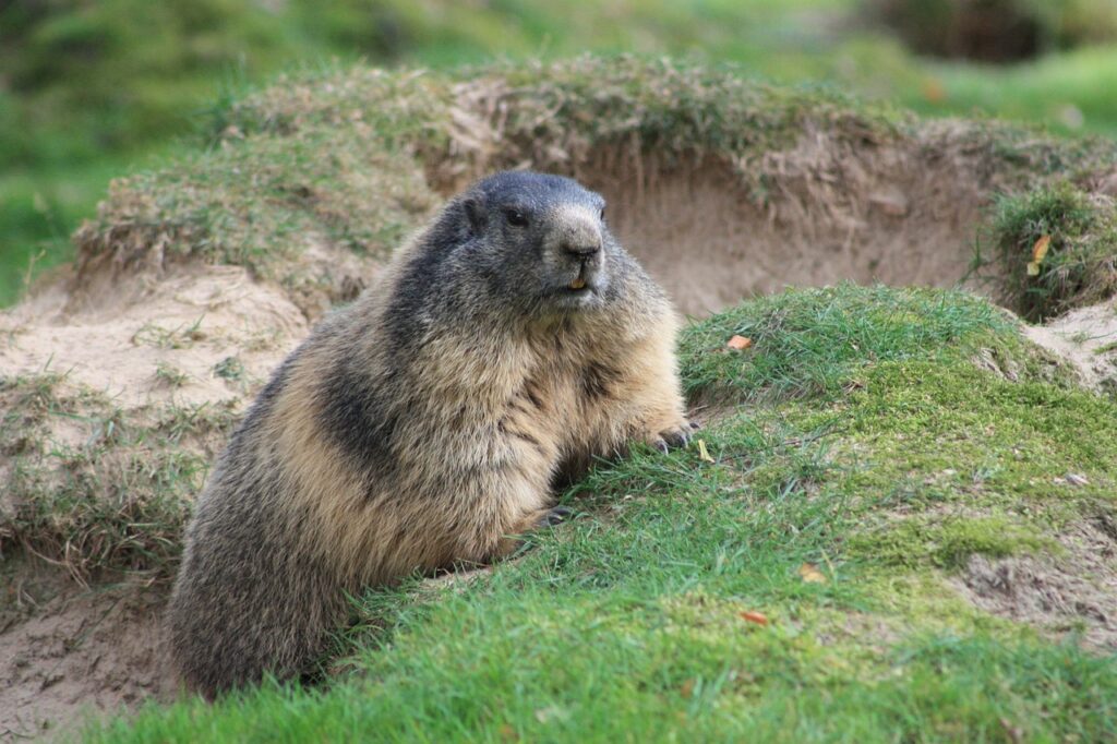 animaux de montagne : la marmotte