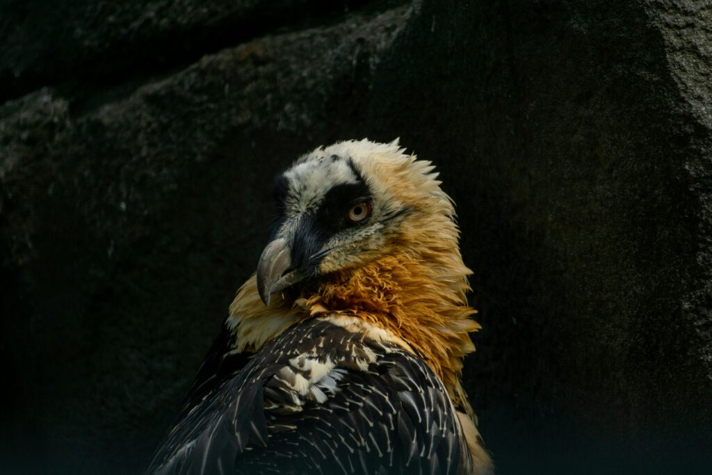 oiseau de montagne : le gypaète barbu