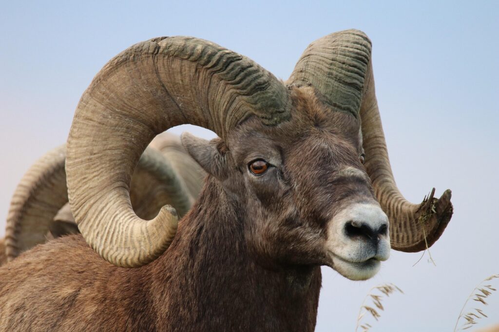 le mouflon