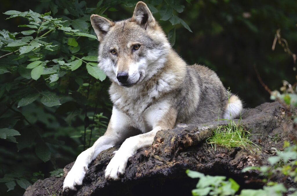 le loup en montagne